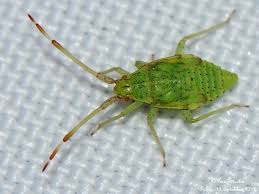 Attēlu rezultāti vaicājumam “Pantilius tunicatus”