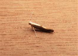 Attēlu rezultāti vaicājumam “Argyresthia albistria”