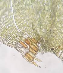 Attēlu rezultāti vaicājumam “Drepanocladus polygamus”