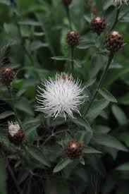 Image result for Centaurea nigra