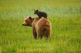 Image result for brown bear