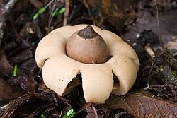 Attēlu rezultāti vaicājumam “Geastrum minimum”