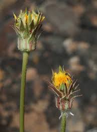 Image result for Agoseris major