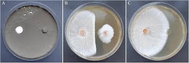 Attēlu rezultāti vaicājumam “Hymenoscyphus fraxineus”