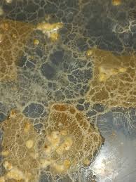 Attēlu rezultāti vaicājumam “Didymium sp.”