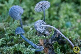 Attēlu rezultāti vaicājumam “Mycena pseudocorticola”