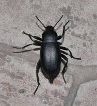 Attēlu rezultāti vaicājumam “Blaps mortisaga”