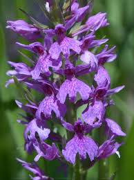 Attēlu rezultāti vaicājumam “Dactylorhiza maculata bud”