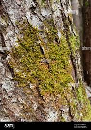 Attēlu rezultāti vaicājumam “Ptilidium pulcherrimum”