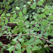 Attēlu rezultāti vaicājumam “Symphoricarpos x chenaultii”