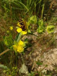 Attēlu rezultāti vaicājumam “Potentilla norvegica flower”