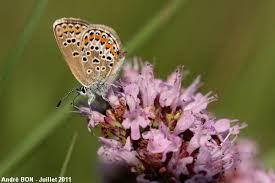 Attēlu rezultāti vaicājumam “Plebejus argus female”