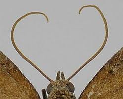 Attēlu rezultāti vaicājumam “Pennithera firmata”