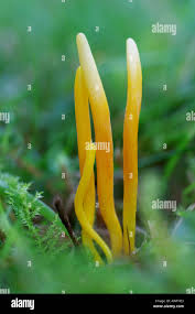Attēlu rezultāti vaicājumam “Clavulinopsis cinerioides”
