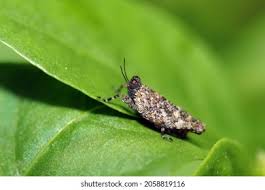 Attēlu rezultāti vaicājumam “Celypha siderana”