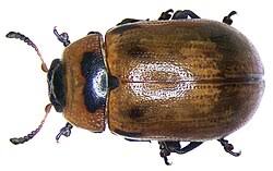 Attēlu rezultāti vaicājumam “Gonioctena viminalis”