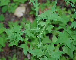 Attēlu rezultāti vaicājumam “Mycelis muralis”