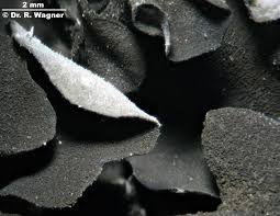 Attēlu rezultāti vaicājumam “Leptogium saturninum”