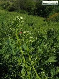 Attēlu rezultāti vaicājumam “Galium schultesii”