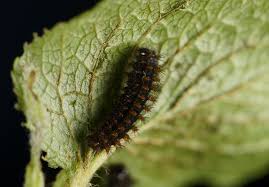Attēlu rezultāti vaicājumam “Boloria dia underside”
