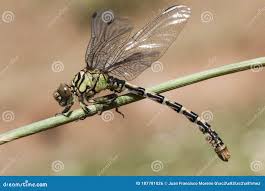 Attēlu rezultāti vaicājumam “Onychogomphus forcipatus”