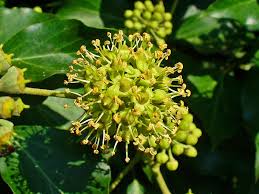 Attēlu rezultāti vaicājumam “Hedera helix  flower”
