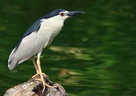 Image result for Nycticorax nycticorax