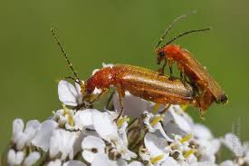 Attēlu rezultāti vaicājumam “Rhagonycha fulva”