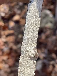 Attēlu rezultāti vaicājumam “Irpex lacteus”