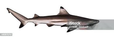 Image result for Carcharhinus melanopterus