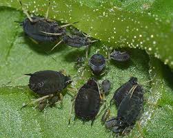 Attēlu rezultāti vaicājumam “Aphis fabae”