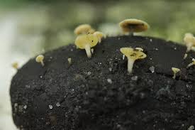 Attēlu rezultāti vaicājumam “Hymenoscyphus fructigenus”