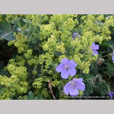 Image result for Alchemilla mollis