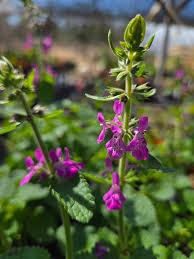 Attēlu rezultāti vaicājumam “Stachys officinalis flower”