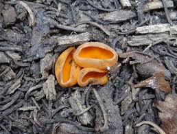 Attēlu rezultāti vaicājumam “Caloscypha fulgens”