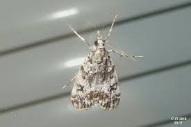 Attēlu rezultāti vaicājumam “Eudonia lacustrata”