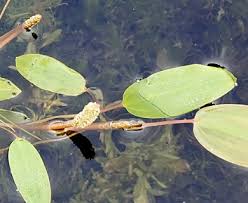 Attēlu rezultāti vaicājumam “Potamogeton gramineus”