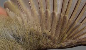 Attēlu rezultāti vaicājumam “Phylloscopus trochiloides adult”