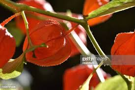 Image result for Lampionblume