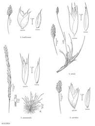 Attēlu rezultāti vaicājumam “Sesleria caerulea leaf”