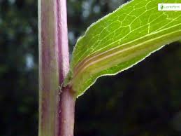 Attēlu rezultāti vaicājumam “Symphyotrichum x salignum leaf”