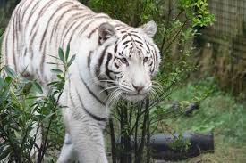 Afbeeldingsresultaat voor tijgers