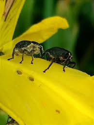 Attēlu rezultāti vaicājumam “Mononychus punctumalbum”