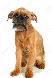 Image result for brüsseler giffon