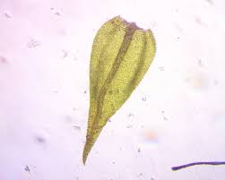 Attēlu rezultāti vaicājumam “Hygroamblystegium varium”