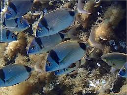 Image result for Diplodus vulgaris