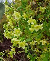Attēlu rezultāti vaicājumam “Bryonia alba flower”