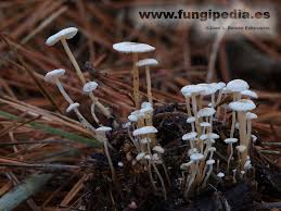 Attēlu rezultāti vaicājumam “Collybia cirrhata”