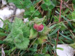 Attēlu rezultāti vaicājumam “Liposthenes glechomae”