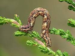 Attēlu rezultāti vaicājumam “Ematurga atomaria”